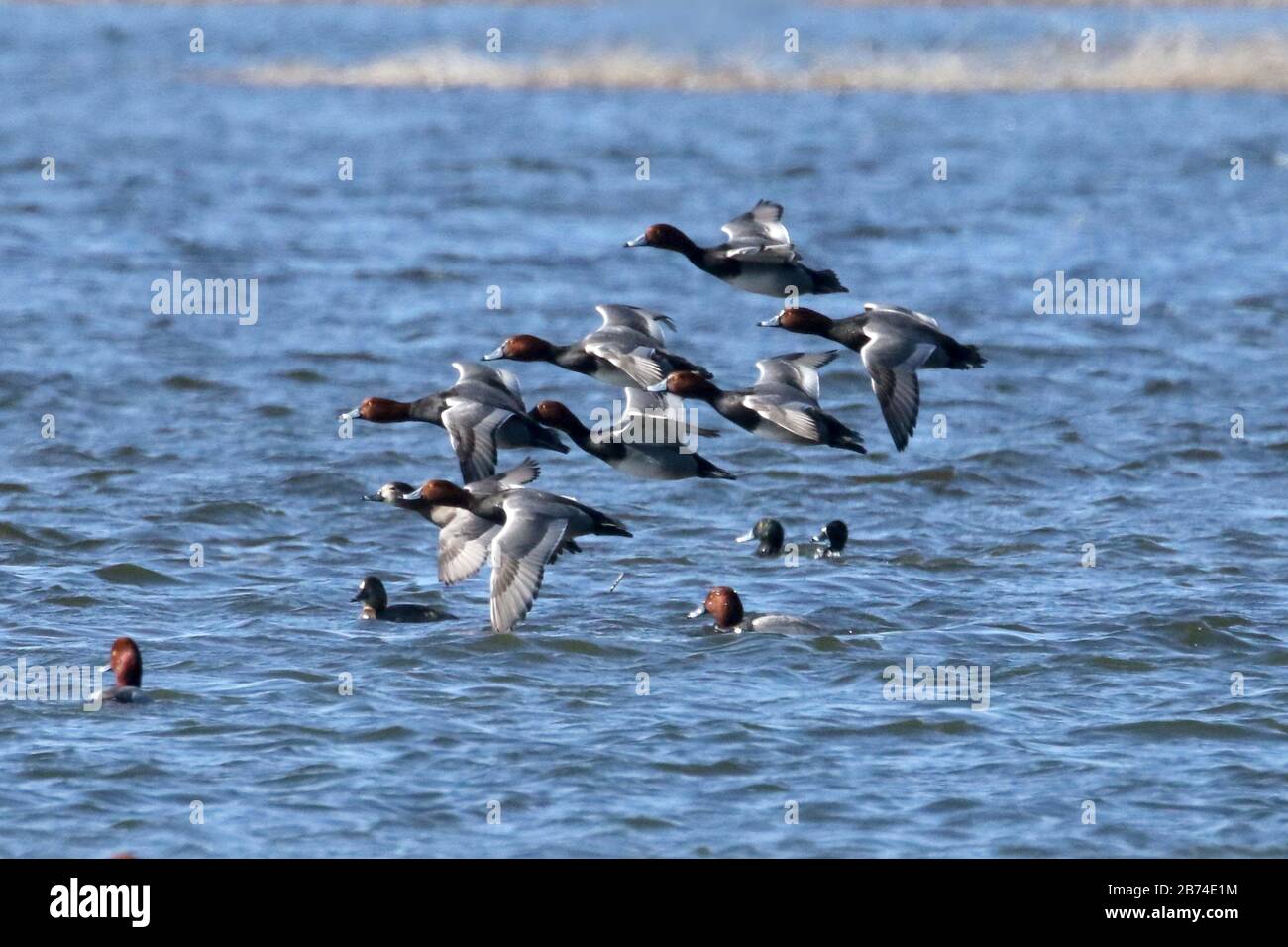 Riesige Flöße wandernder Roter Kopf Enten Stockfoto