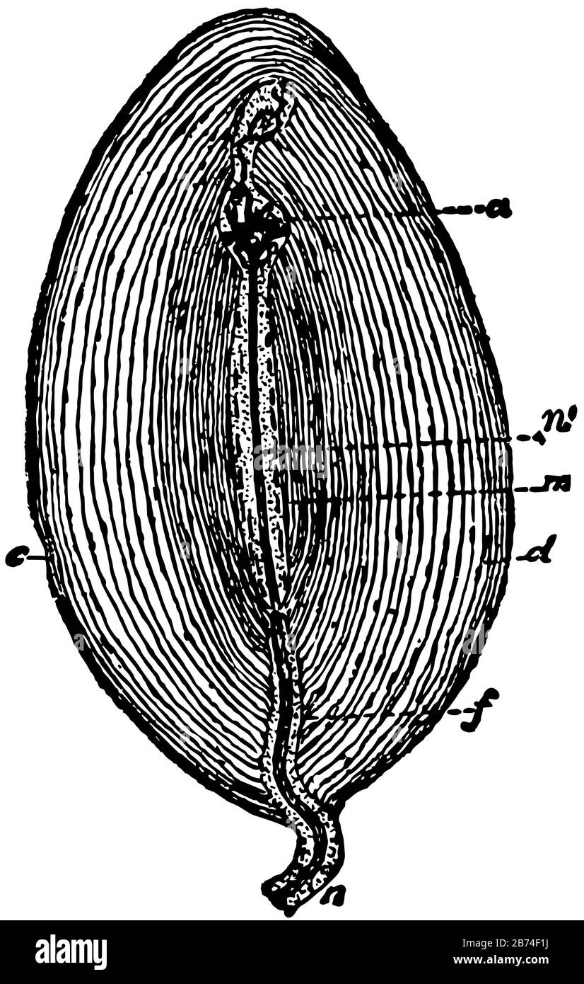 Diese Abbildung stellt Pacinian Corpuscle, Vintage Line Drawing oder Gravur Illustration dar. Stock Vektor