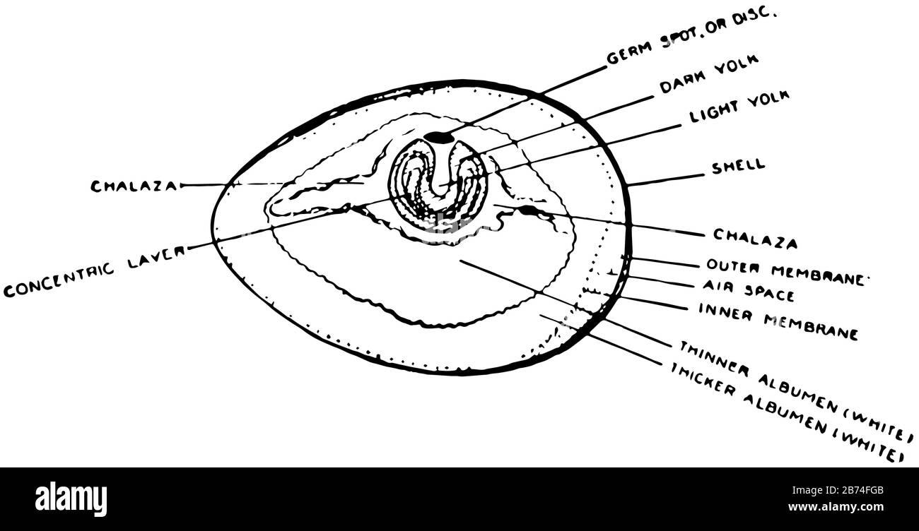 Dieses Bild stellt den Querschnitt einer Ei-, Vintage-Linien-Zeichnung oder Gravurdarstellung dar. Stock Vektor