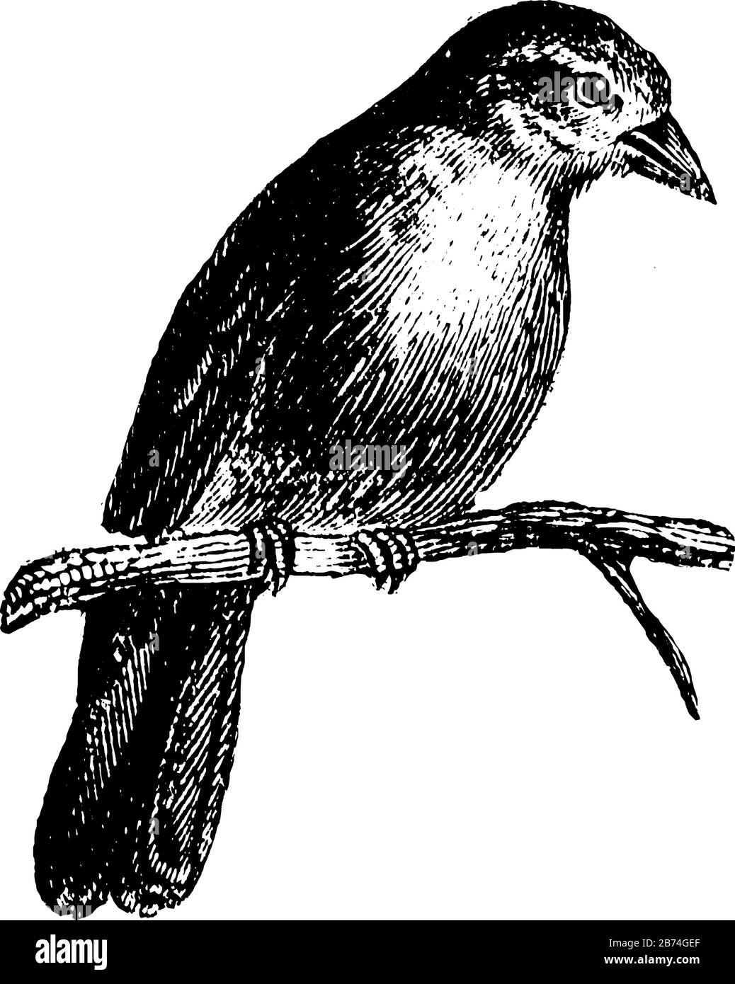 Sparrow ist eifrig gesucht für Haustiere, Vintage-Linien-Zeichnung oder Gravurdarstellung. Stock Vektor