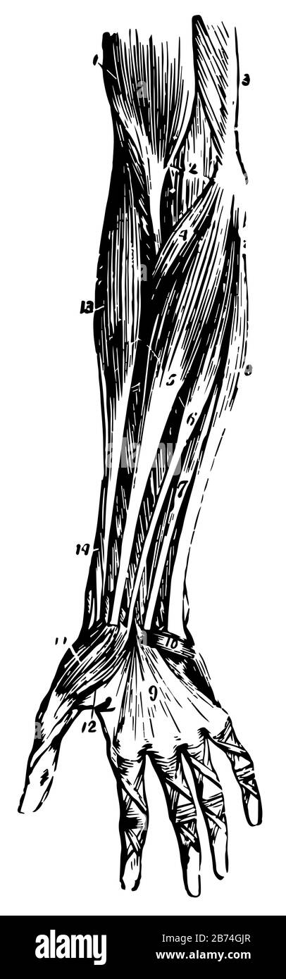 Diese Abbildung zeigt die Muskulatur des vorderen Unterarms, die Zeichnung einer Vintage-Linie oder die Gravur. Stock Vektor