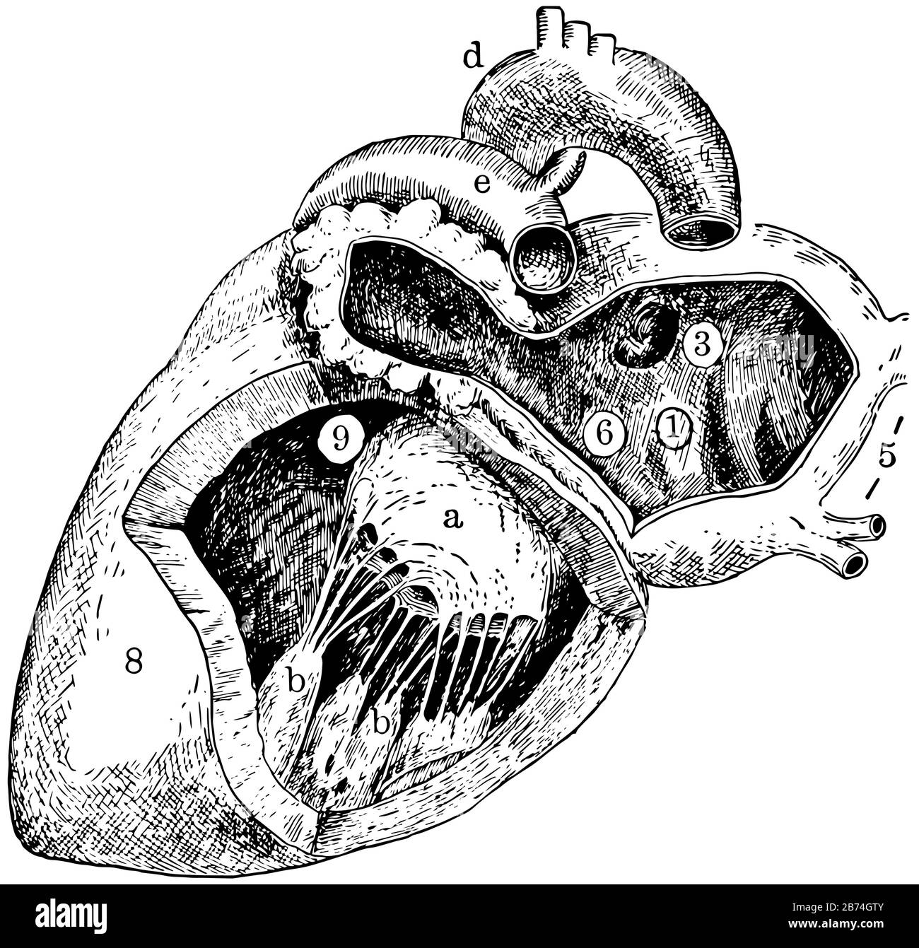 Dieses Diagramm stellt die Linke Seite des Herzens, die Vintage-Linien-Zeichnung oder die Gravurdarstellung dar. Stock Vektor