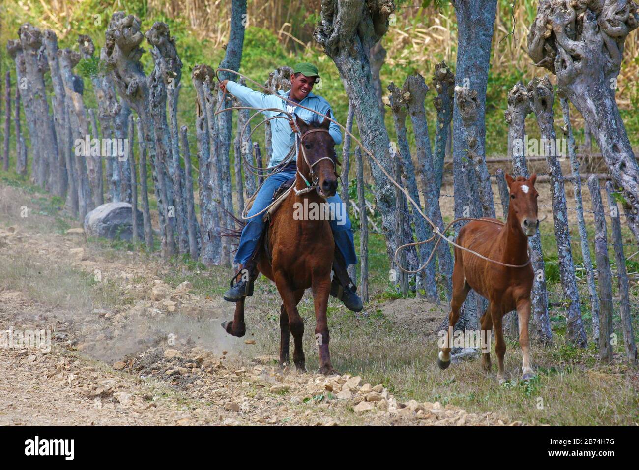 Najasa, Kuba - 6. März 2018: Kubanischer Cowboy streift einen Fohlen Stockfoto