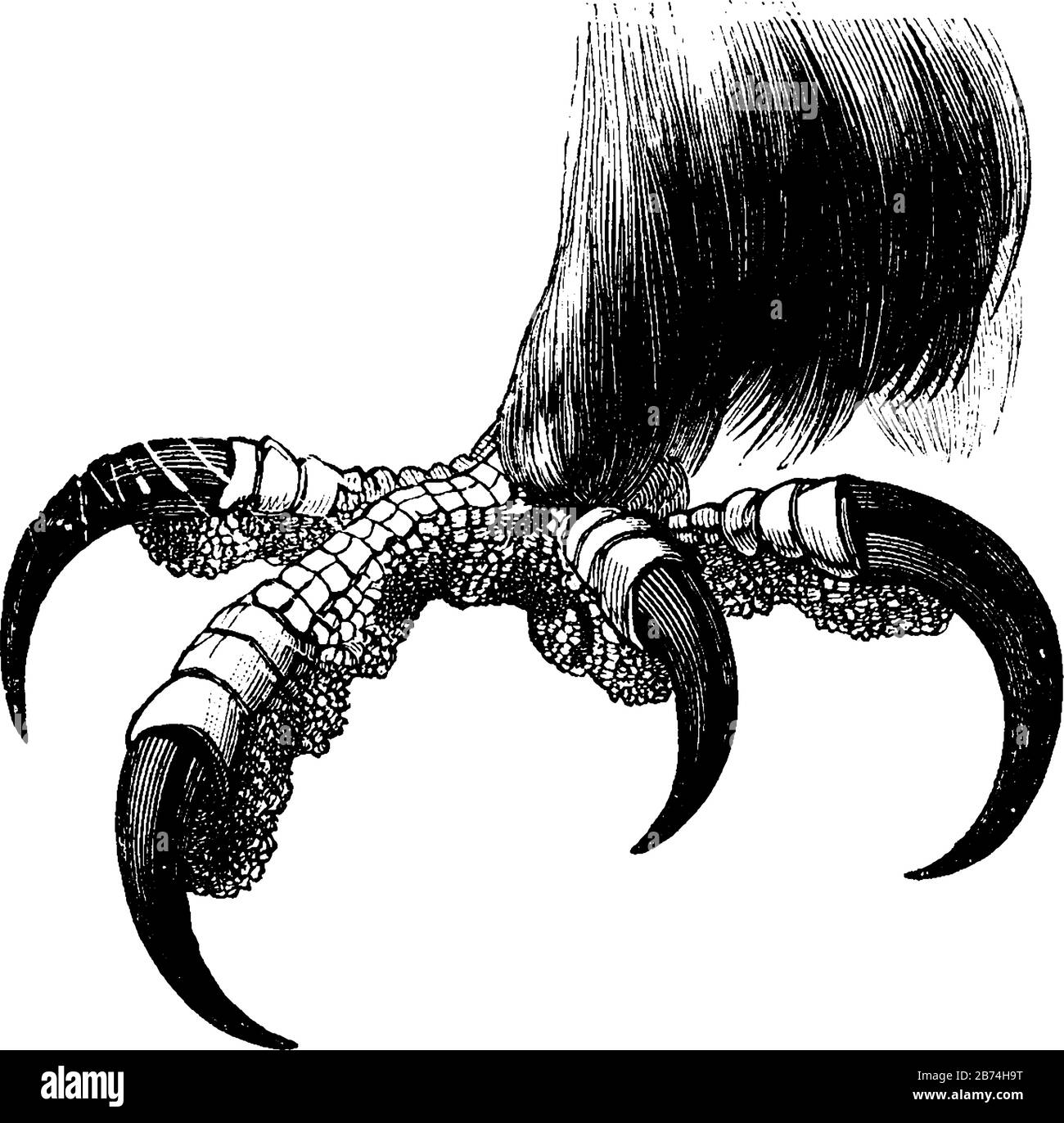 Dieses Bild stellt Den Fuß des Royal Eagle, die Vintage-Linie oder die Gravur dar. Stock Vektor