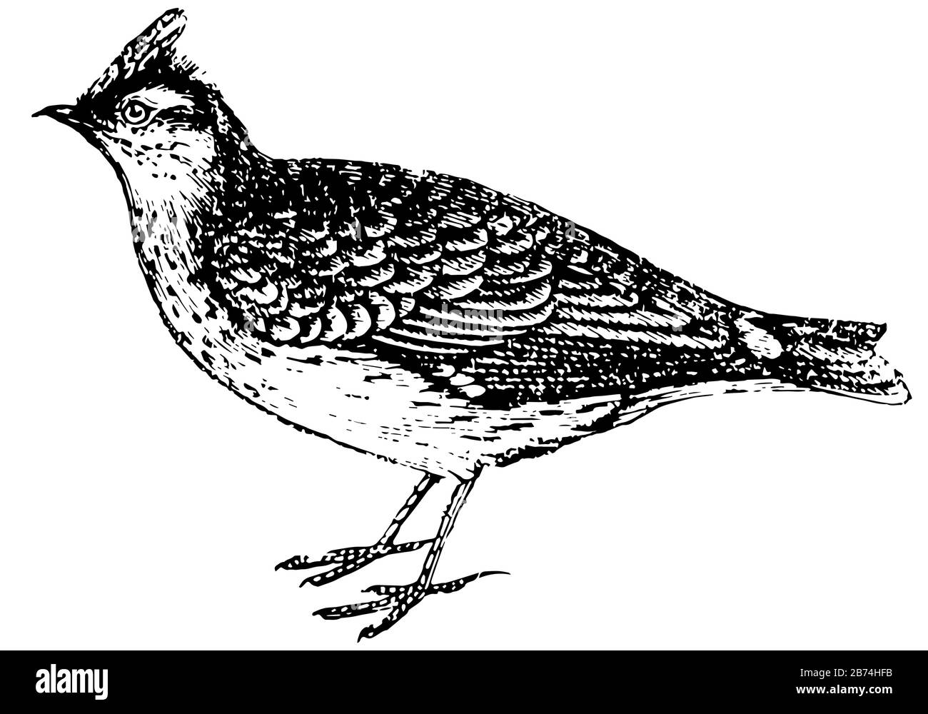 Lark ist das lebende Emblem von fröhlicher und friedlicher Arbeit, Vintage-Linien-Zeichnung oder Gravier-Illustration. Stock Vektor