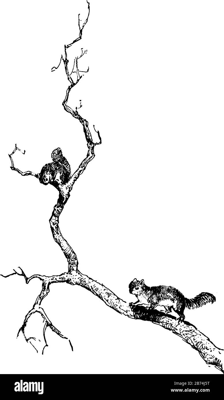 Eichhörnchen in Baum in diesem Bild, Vintage-Linien-Zeichnung oder Gravier-Illustration. Stock Vektor