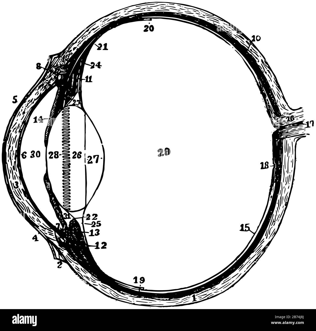 Diese Abbildung zeigt den Abschnitt des Linken Augapfels, die Zeichnung einer Vintage-Linie oder die Gravurzeichnung. Stock Vektor
