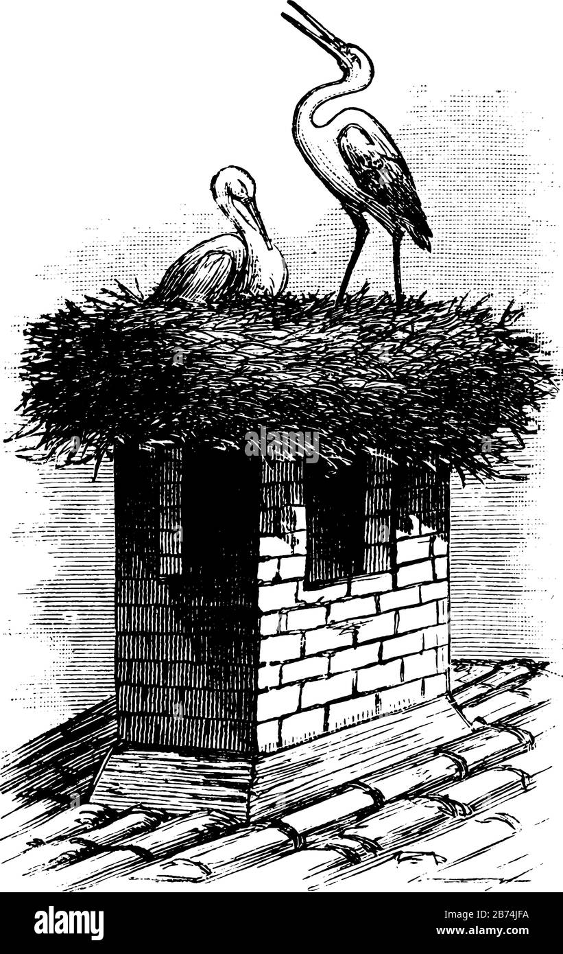 Stork Nest oder Mutterschaft, Baby, Vogel, Produkte, Vintage Line Zeichnung oder Gravur Illustration. Stock Vektor