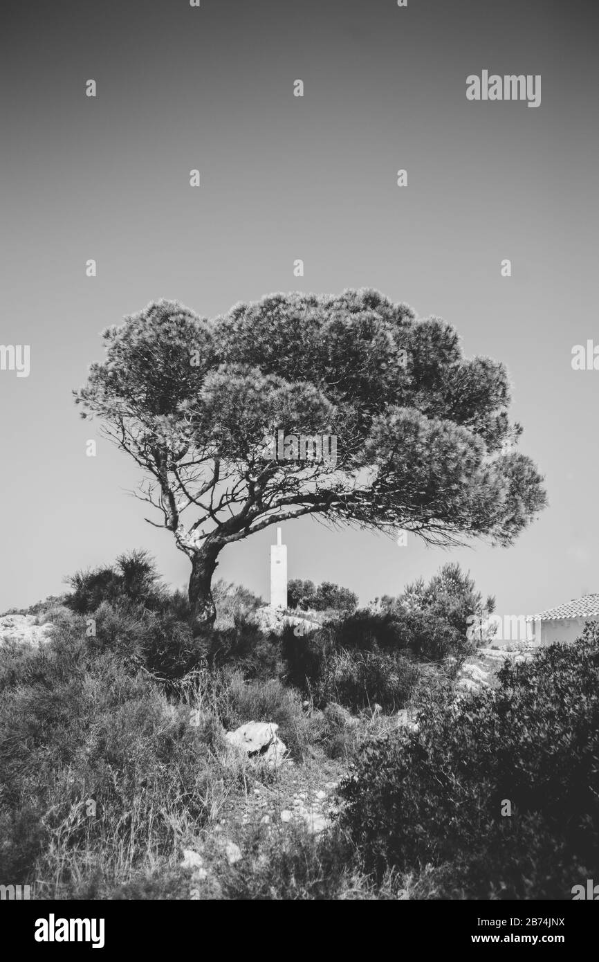 Einsamer Baum Stockfoto