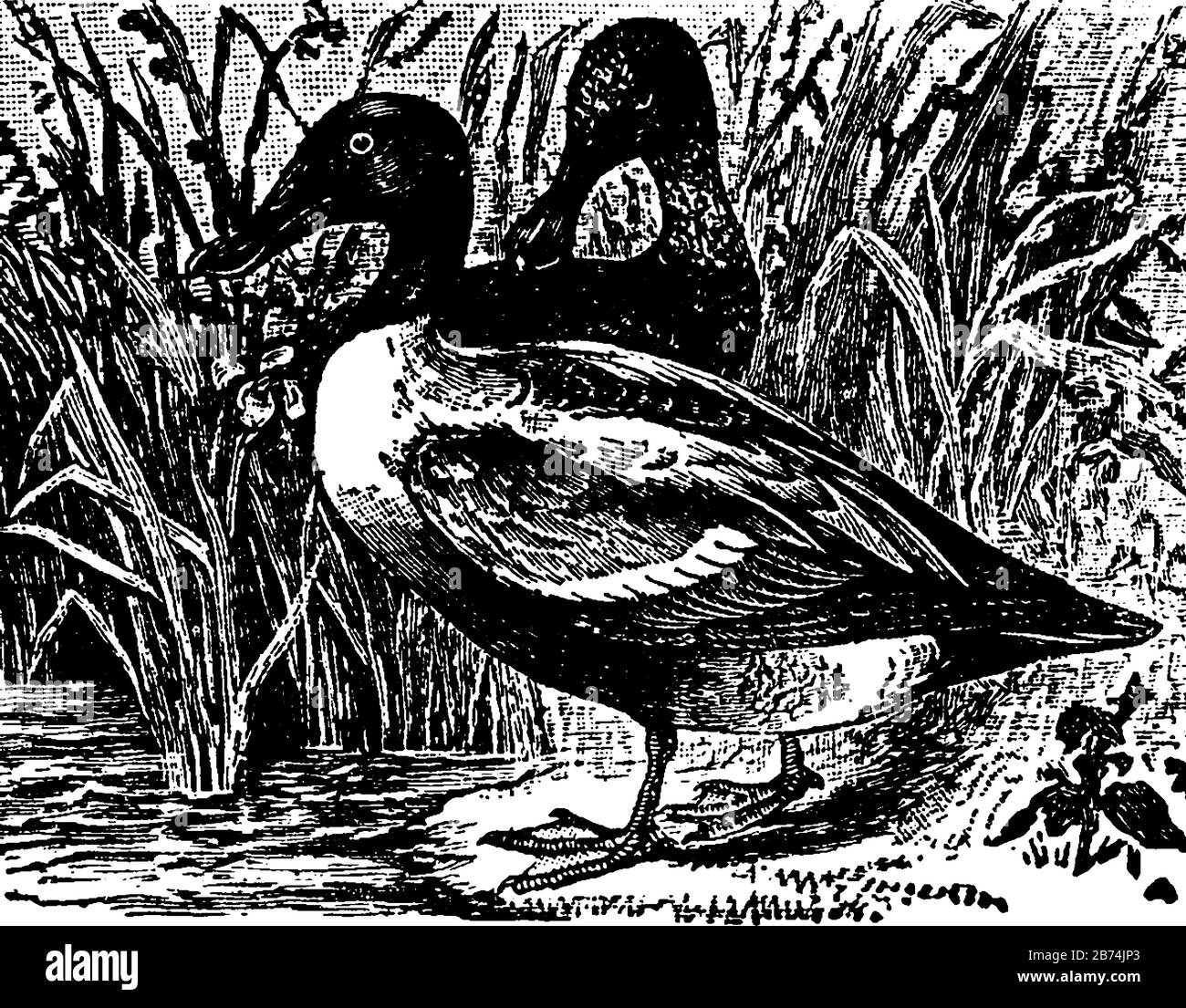 Shoveler Duck, weit verbreitet über die Nordhalbkugel, Vintage-Linien-Zeichnung oder Gravier-Illustration. Stock Vektor