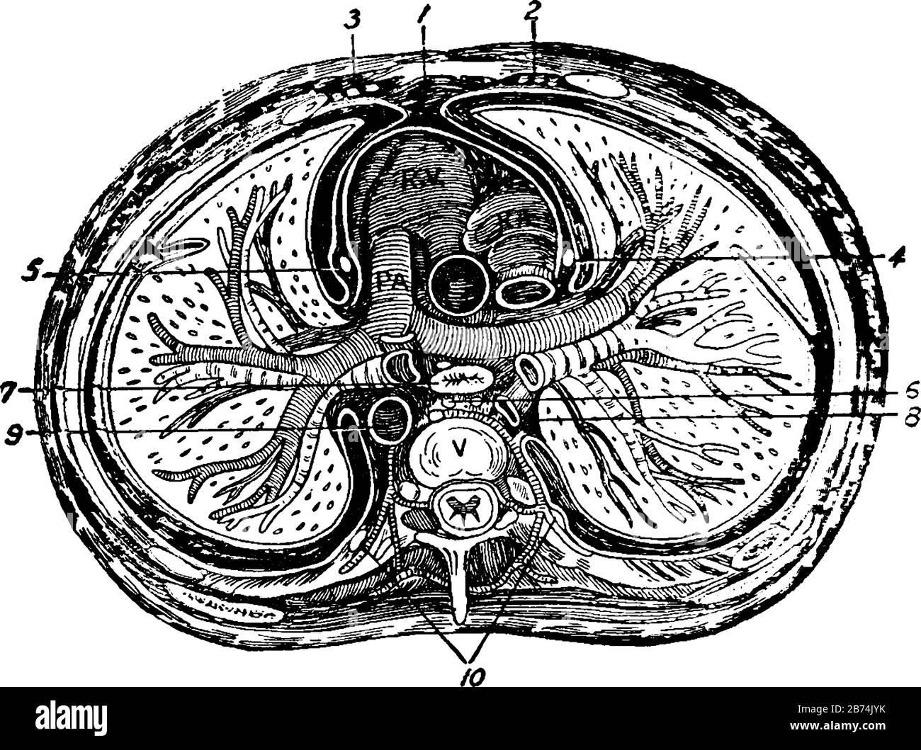 Den Querschnitt der Thorax-, Vintage-Linien- oder Gravurzeichnung. Stock Vektor