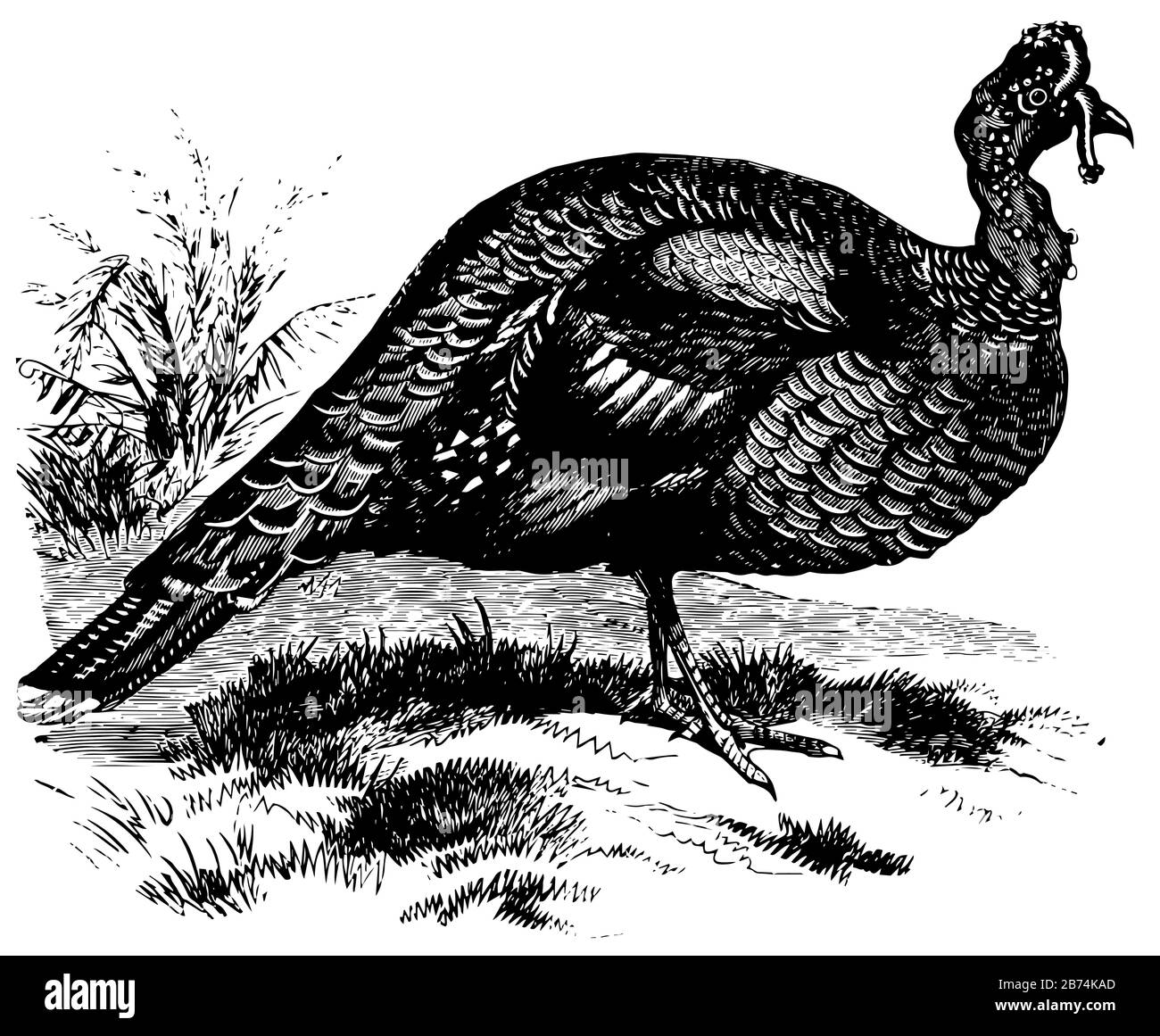 Honduras Türkei ist in Mittelamerika heimisch, Vintage-Linien-Zeichnung oder Gravier-Illustration. Stock Vektor