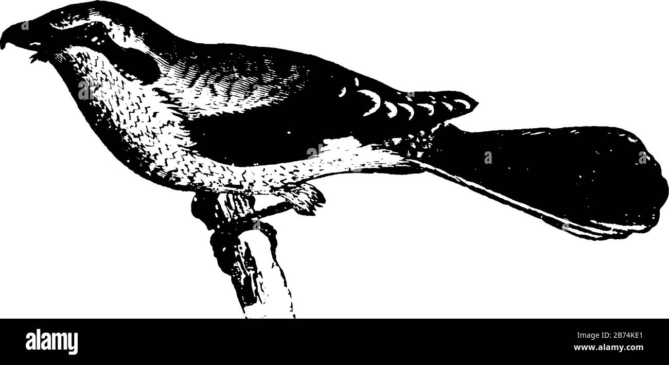 Shrike ist ein Falke, wie in Aussehen und Gewohnheit, in Vintage-Linien-Zeichnung oder Gravur Illustration. Stock Vektor