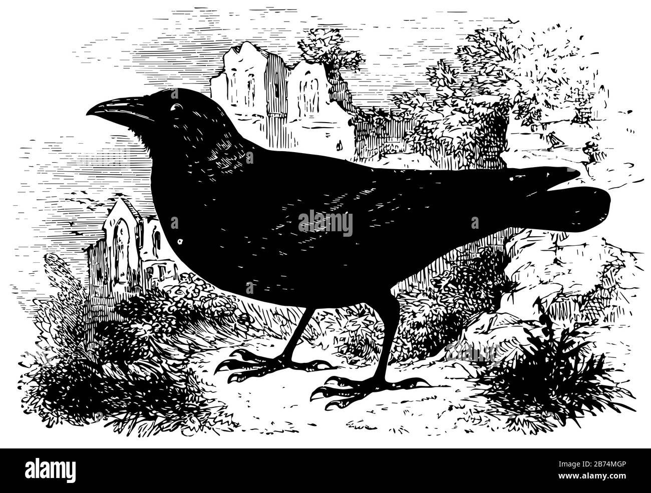 Jackdaw ist ein nicht wandernder Vogel, Vintage-Linien-Zeichnung oder Gravier-Illustration. Stock Vektor