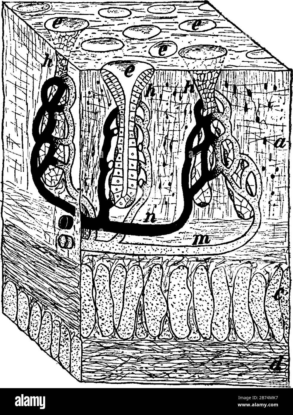 Diese Abbildung zeigt den Querschnitt der Magenwand, die Vintage-Linien-Zeichnung oder die Gravierzeichnung. Stock Vektor