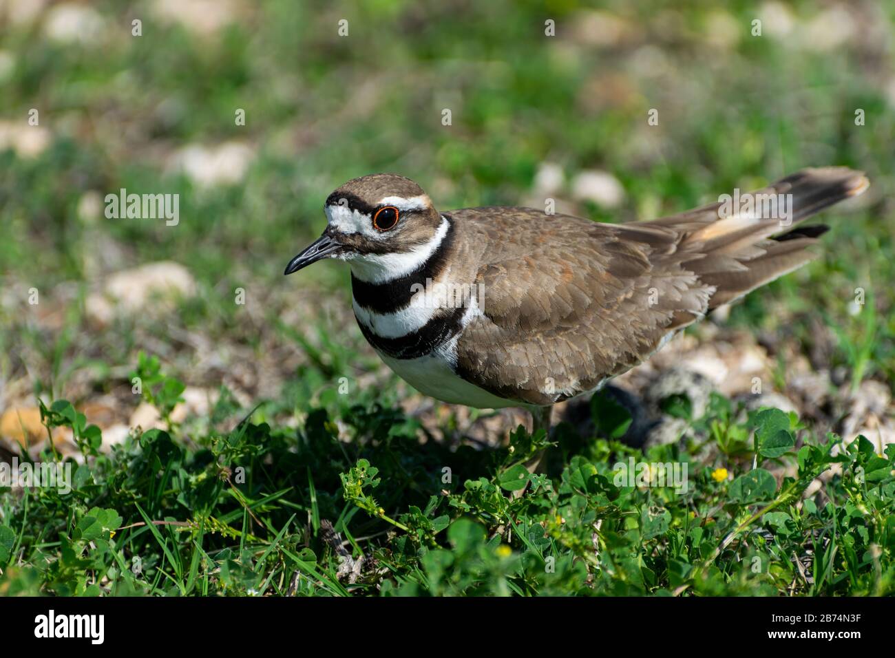 Tiny Killdeer Bird, oder Plover; in einem leuchtend grünen Kleeblattfleck stehend, während er seine markanten schwarzen und weißen Streifen an einer sonnigen Quelle zeigt Stockfoto