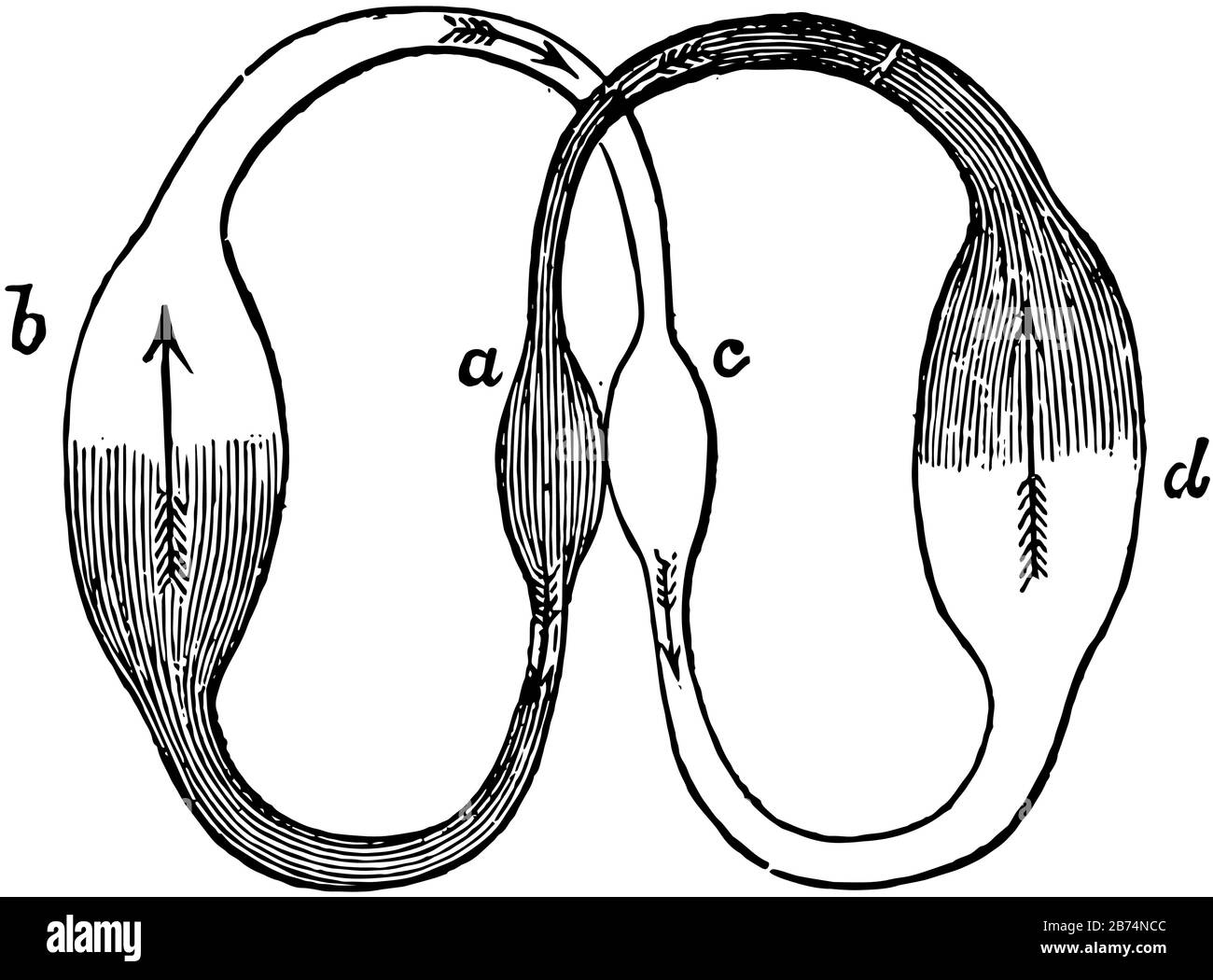 Dieses Diagramm stellt Die Blutzirkulation im Herzen, in der Vintage-Linie oder in der Gravurdarstellung dar. Stock Vektor