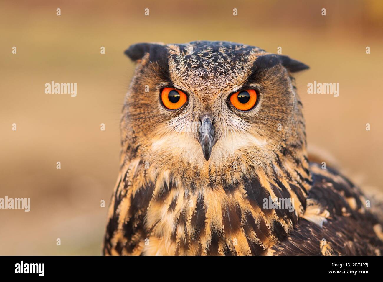 Eurasische Adler-Eule. Nahaufnahme des Porträts der Eule. Stockfoto