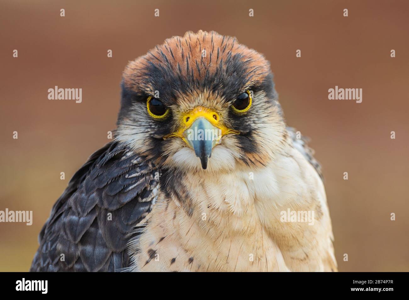 Red tailed Hawk (Buteo jamaicensis). Nahaufnahme des Porträts von Red Tailed Hawk mit Blick auf die Kamera. Stockfoto