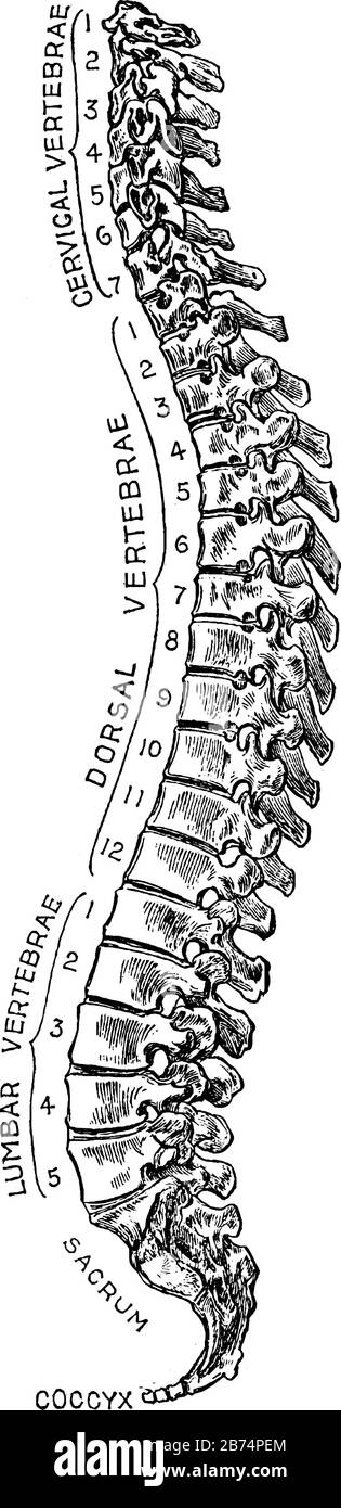 Die Wirbelsäule oder das Backbone dient als Stütze für den ganzen Körper, Vintage-Linien-Zeichnung oder Gravurdarstellung. Stock Vektor