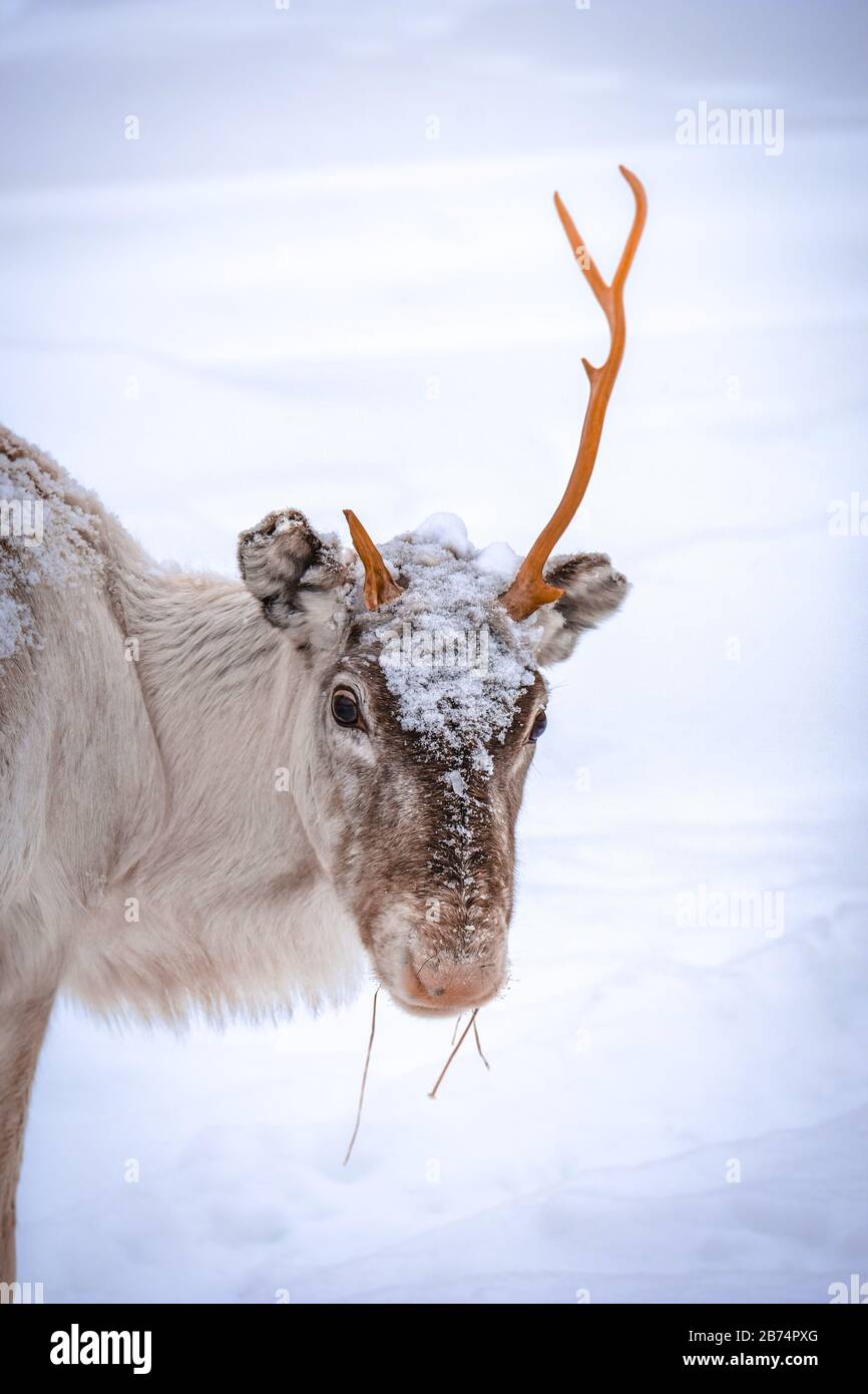 Vertikale Aufnahme eines Hirsches mit einem Horn und einem Schneebedeckter Hintergrund Stockfoto