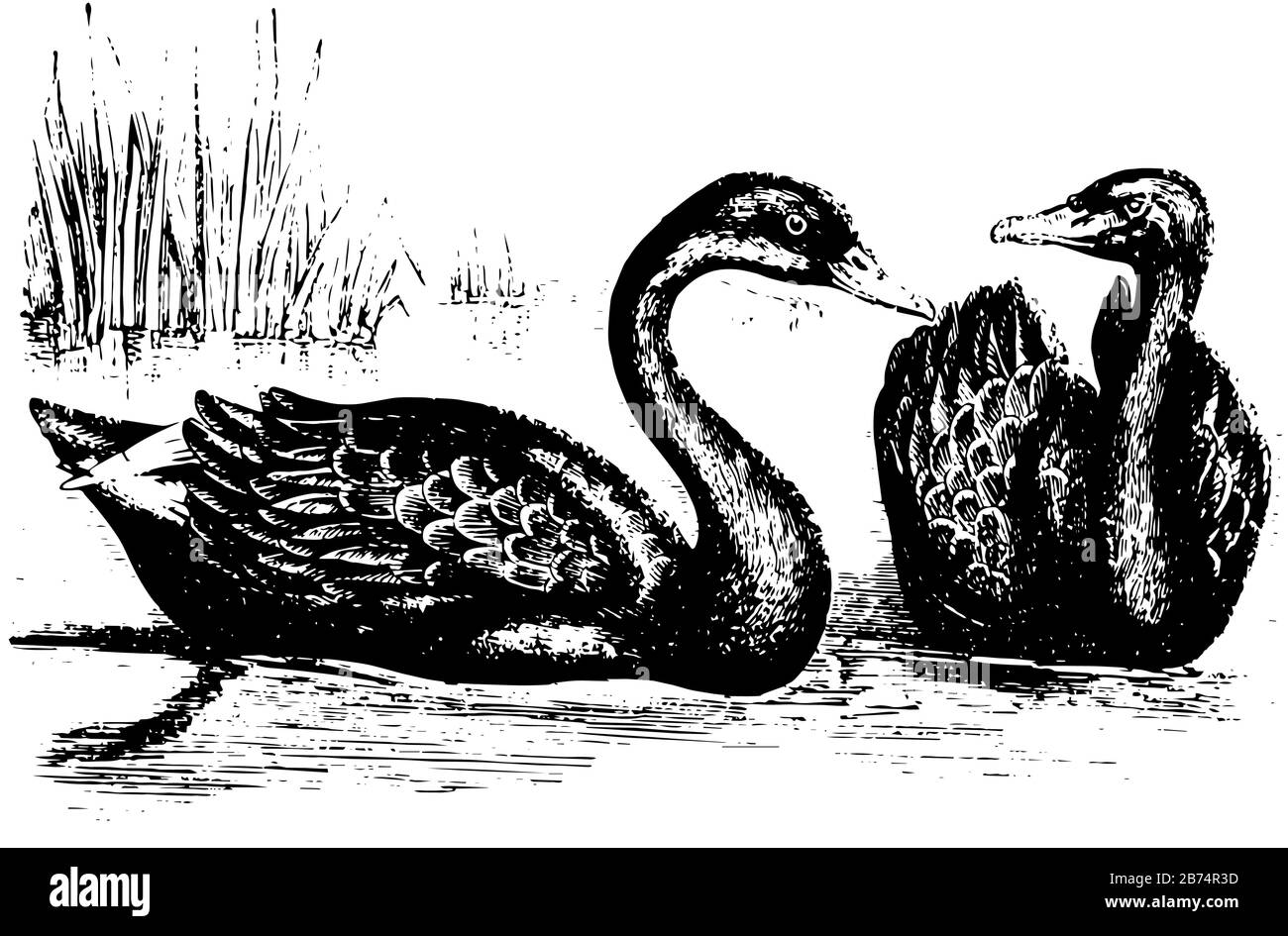 Black Swan ist ein großer Wasservogel, Vintage-Linien-Zeichnung oder Gravier-Illustration. Stock Vektor