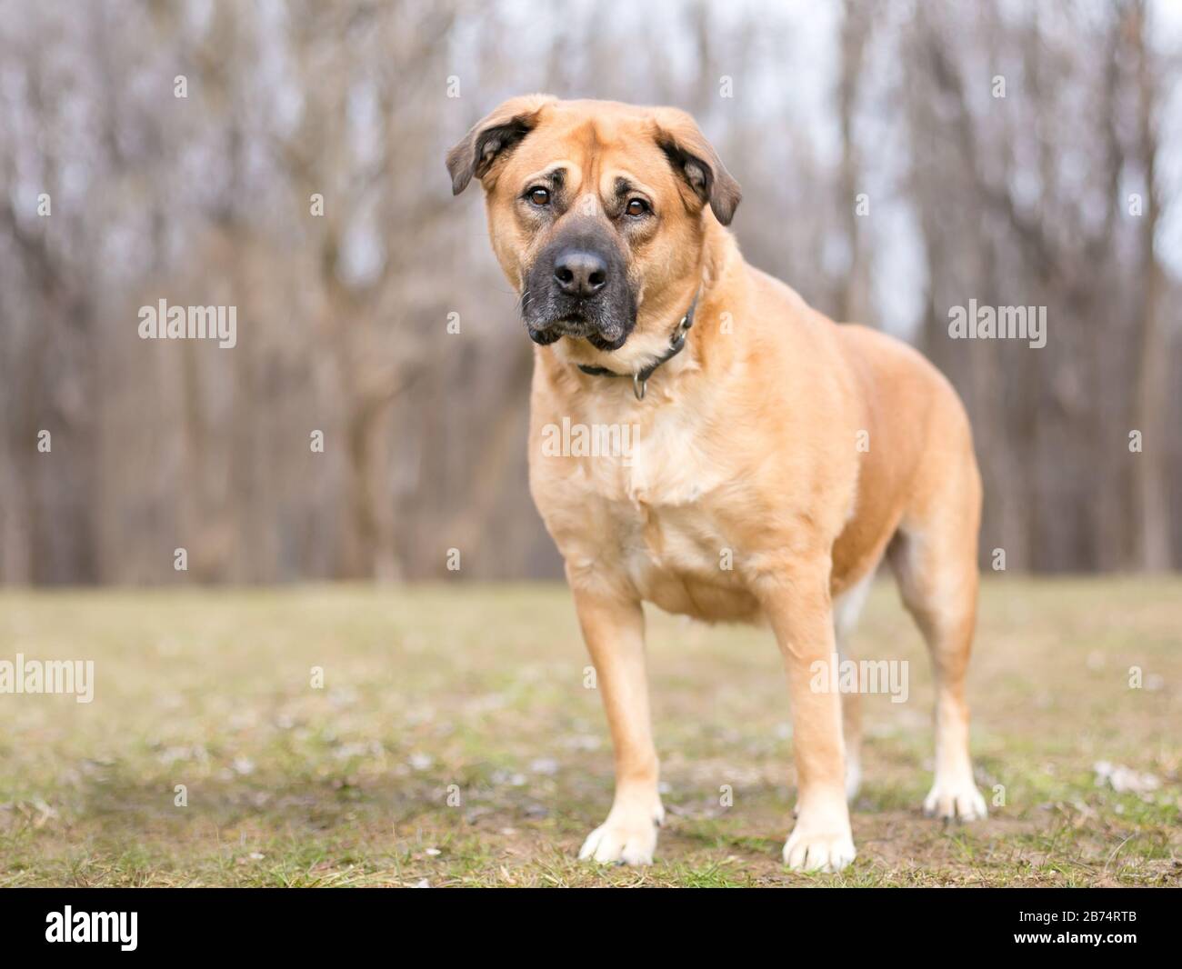 Ein großer brauner Shepherd gemischter Rassehund, der im Freien steht Stockfoto