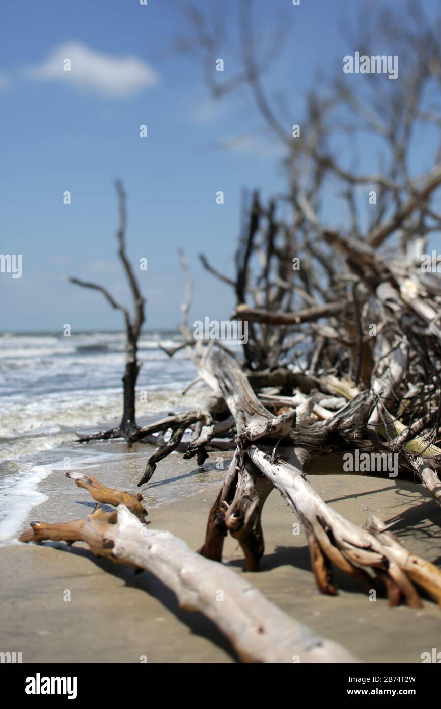 Wellen schlagen in Tote, Driftwood Bäume an EINEM South Carolina Beach Stockfoto