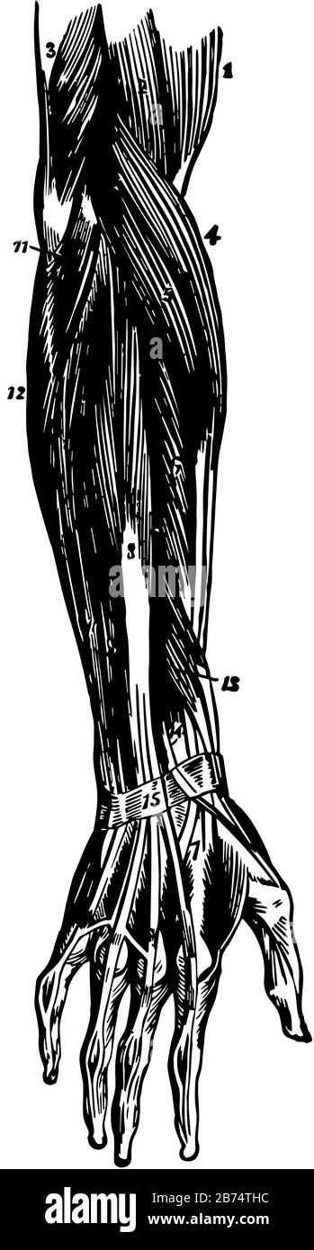 Diese Abbildung stellt Die Muskeln des Unterarms, der Vintage-Linien-Zeichnung oder der Gravurdarstellung dar. Stock Vektor