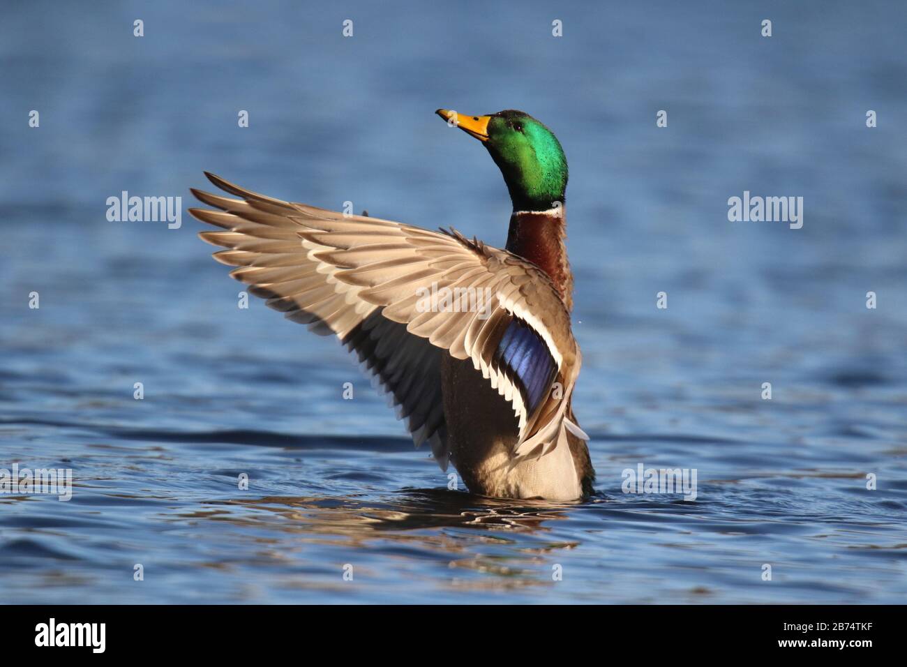 Ein drake Mallard Ente Anas platyrhynchos in Seitenansicht flattern auf einem blauen See Stockfoto