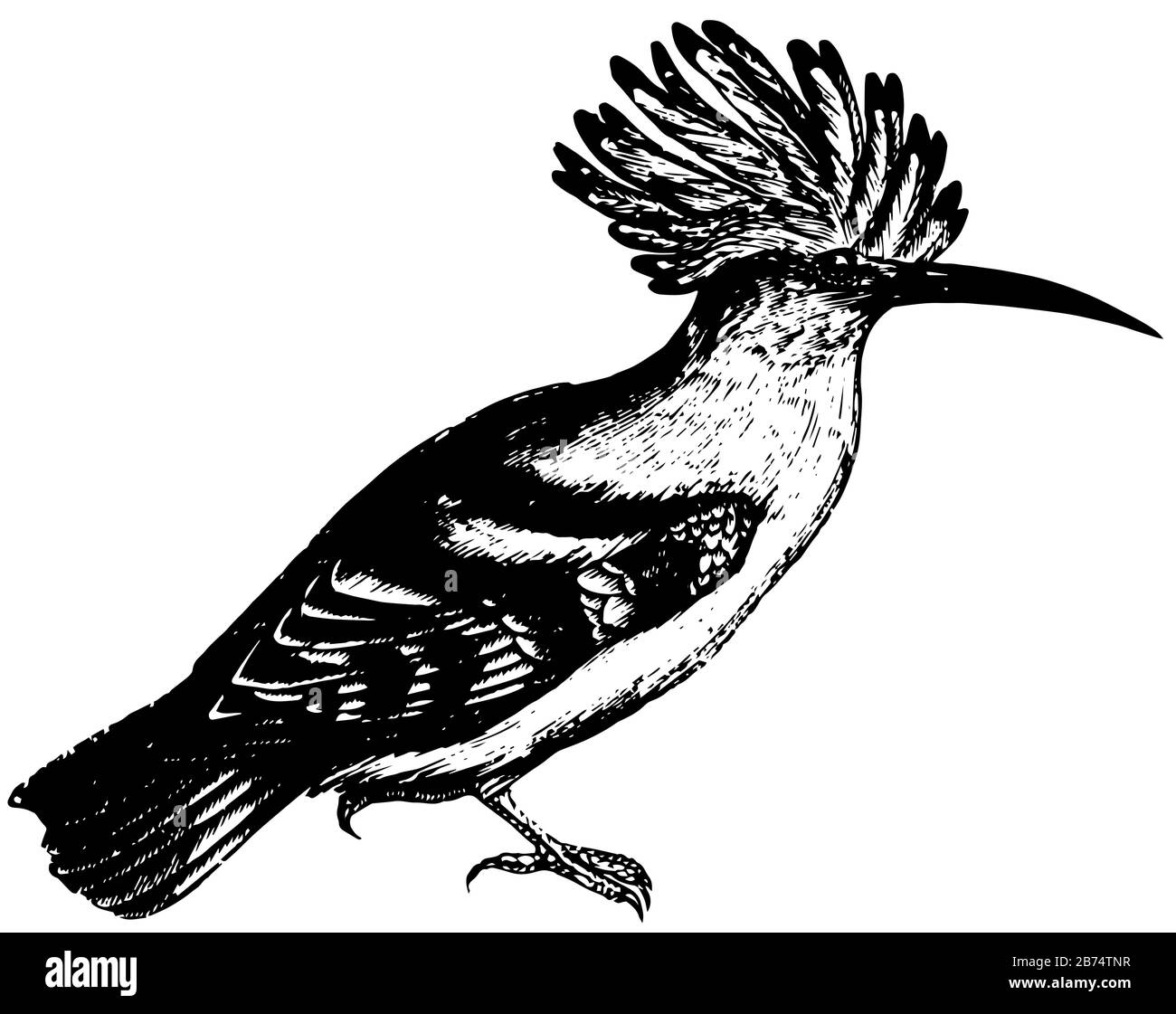 Hoopoe ist ein farbenfroher Vogel, der in Afro Eurasien zu finden ist und sich durch seine markante Federkrone, die Vintage-Zeichnung oder die Gravurdarstellung auszeichnet. Stock Vektor