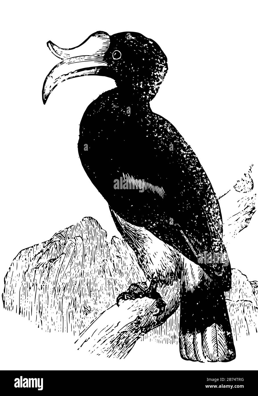 Hornbill sind eine Vogelfamilie, die im tropischen und subtropischen Afrika Asiens und Melanesien, in Vintage-Linien-Zeichnung oder Gravurdarstellung vorkommt. Stock Vektor