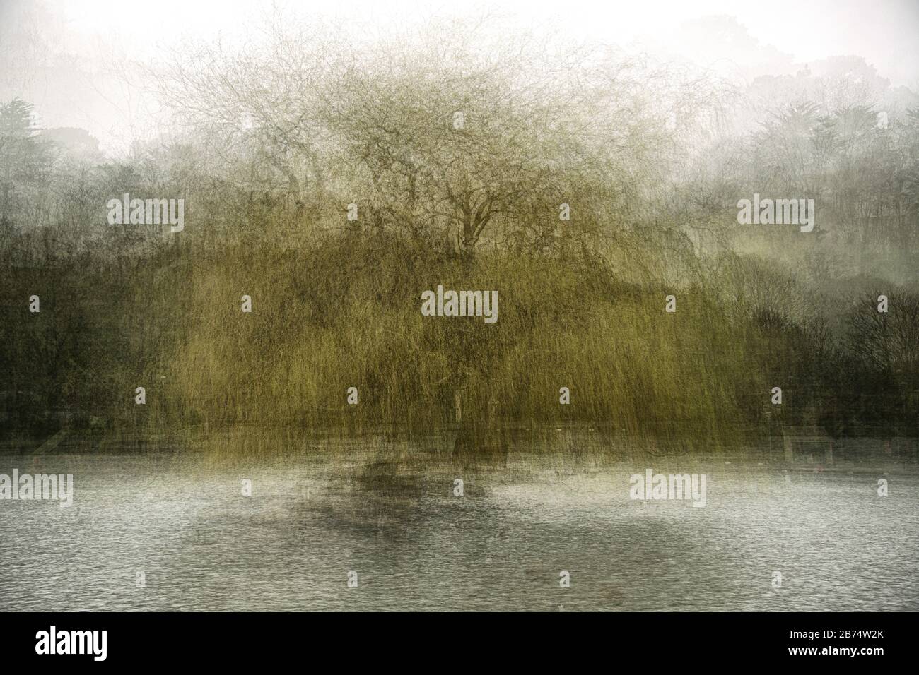 Abstrakte Fotografie, Portrait einer weinenden Weide Helston See Cornwall, abstrakte Fotografie, Wandern in Cornwall, kornische Spaziergänge Stockfoto