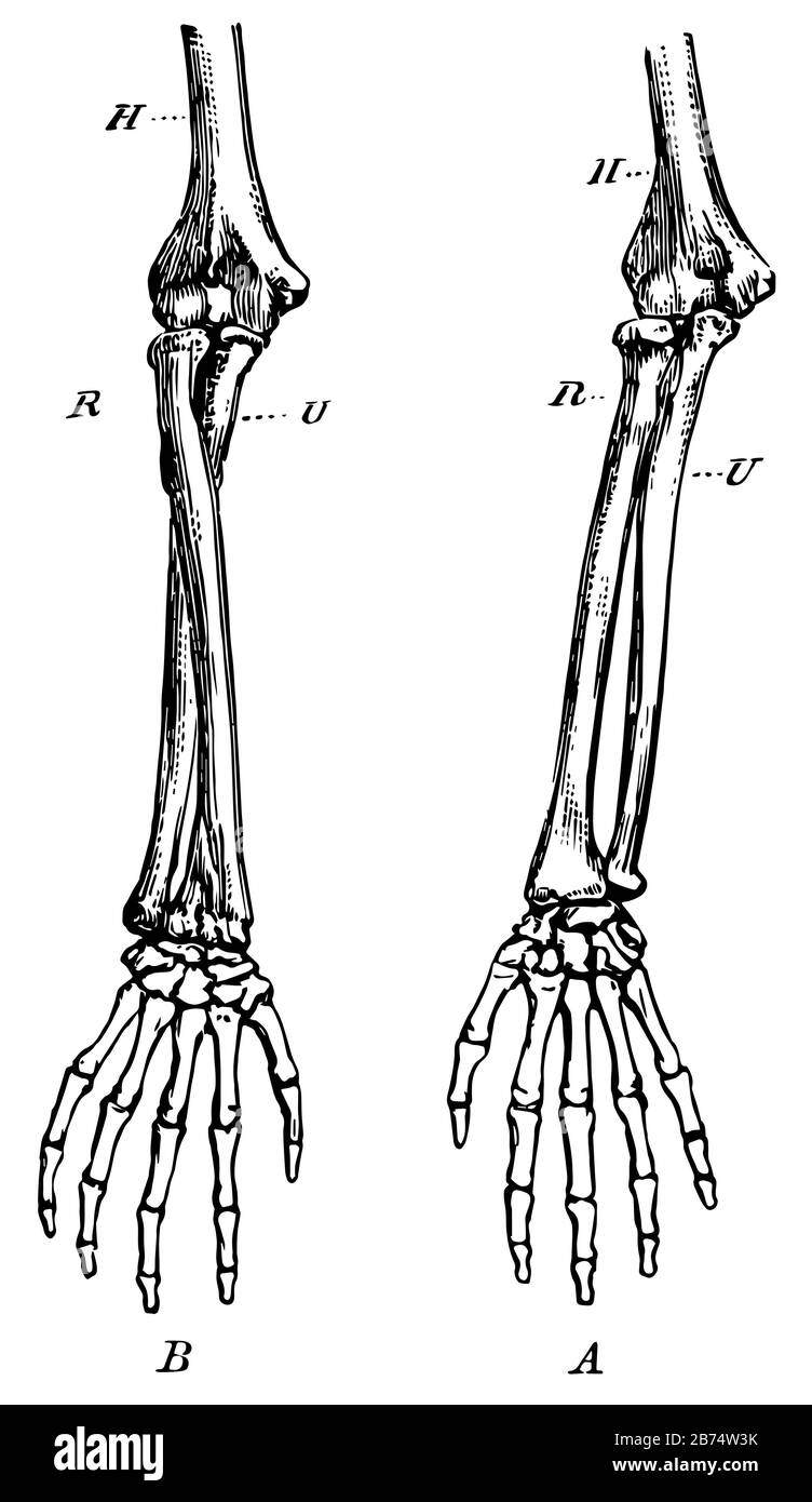 Dieses Diagramm zeigt die Knochen des rechten Vorderarms, der Vintage-Linie oder der Gravurzeichnung. Stock Vektor