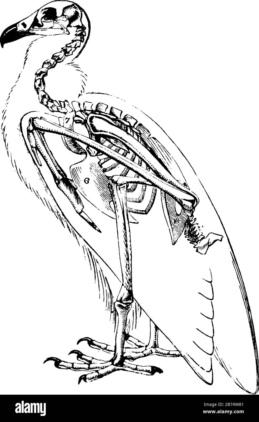 Geier-Skeleton, wo es sich um einen schreckenden Greifvogel handelt, Vintage-Linien-Zeichnung oder Gravier-Illustration. Stock Vektor