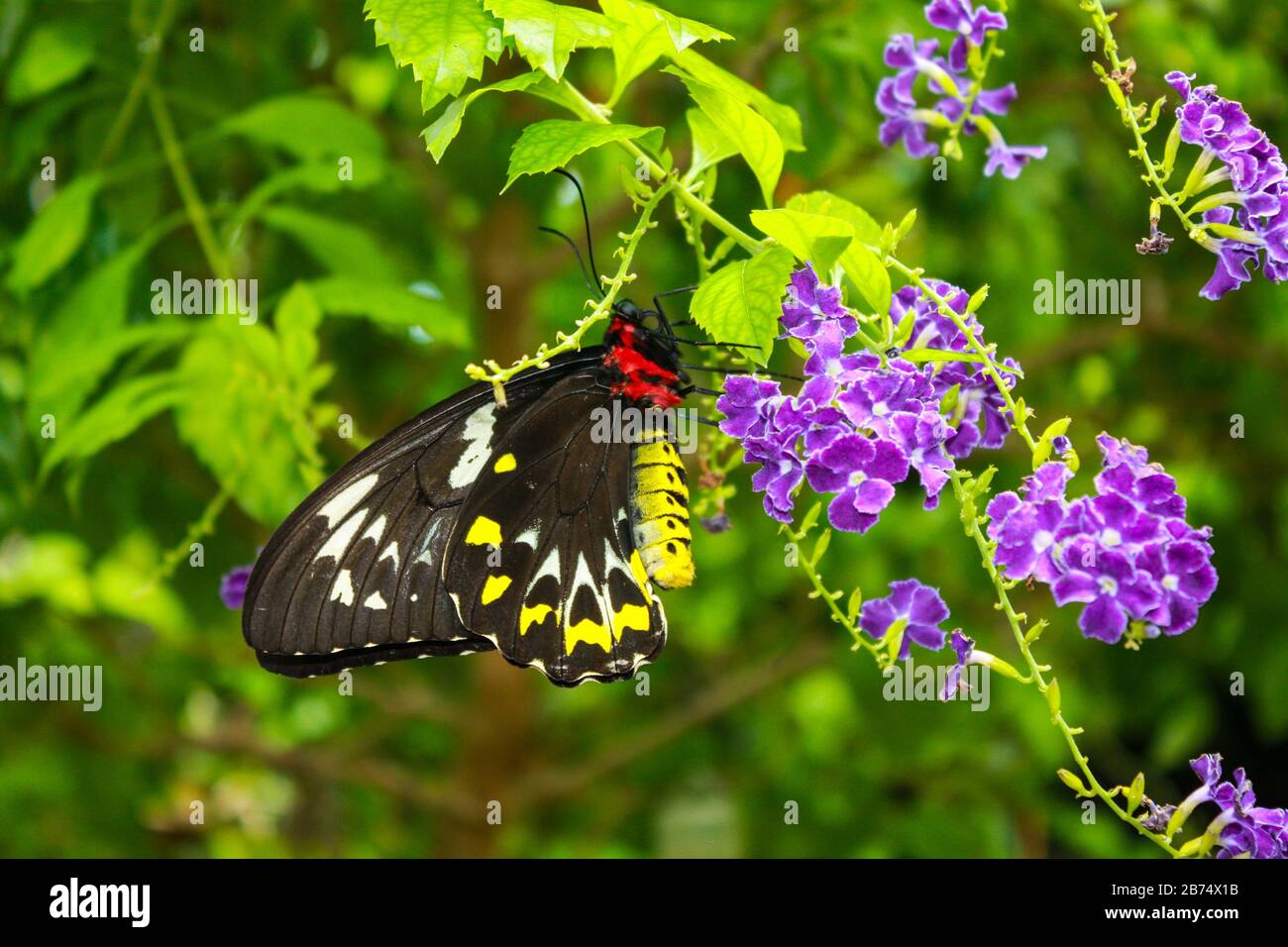 Ein schwarzer und gelber Schmetterling auf einer Blume. Hochwertige Fotos Stockfoto