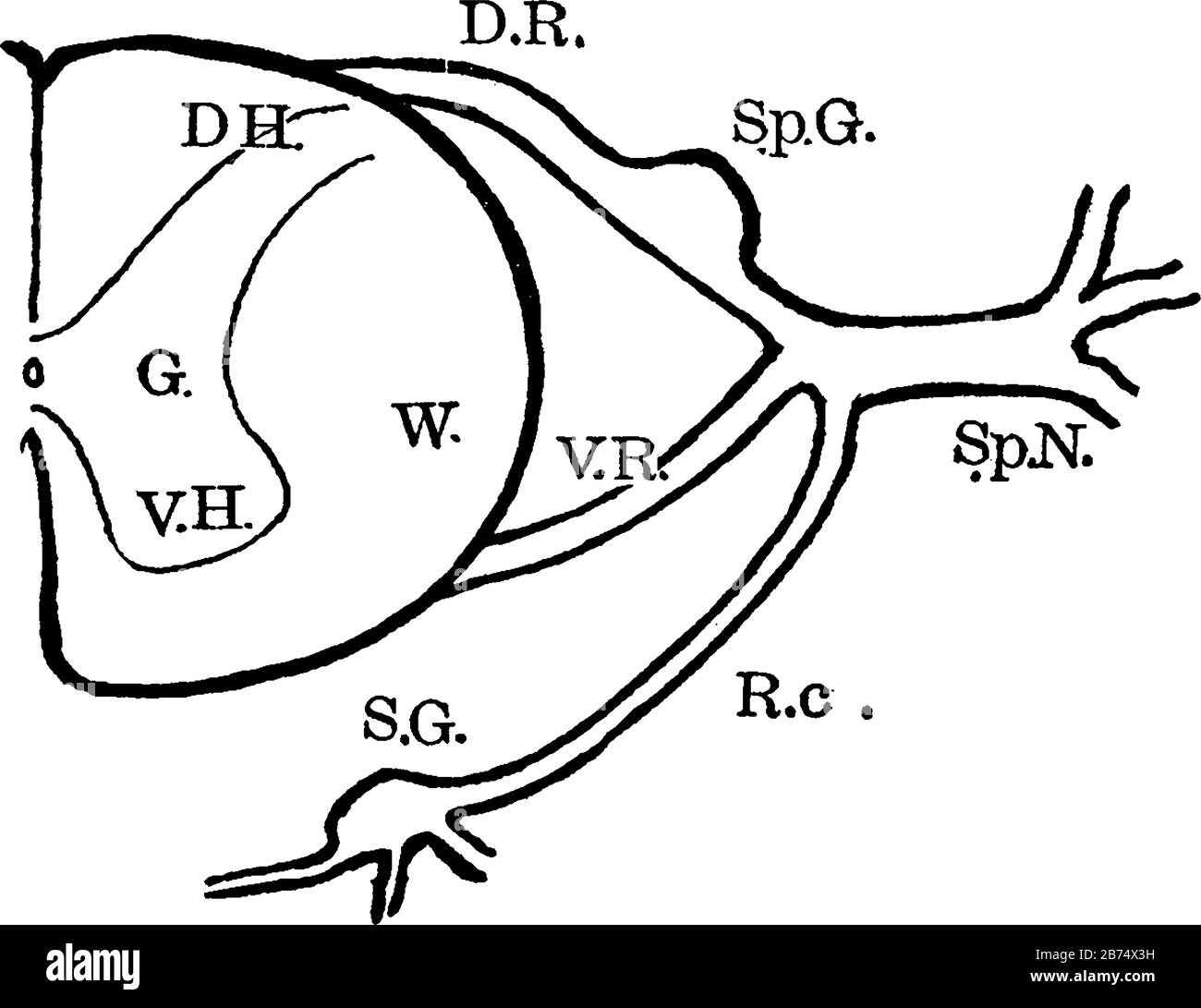 Diagramm mit Anatomie der Spinalnervenwurzeln und angrenzenden Teilen, Vintage-Linien-Zeichnung oder Gravurdarstellung. Stock Vektor