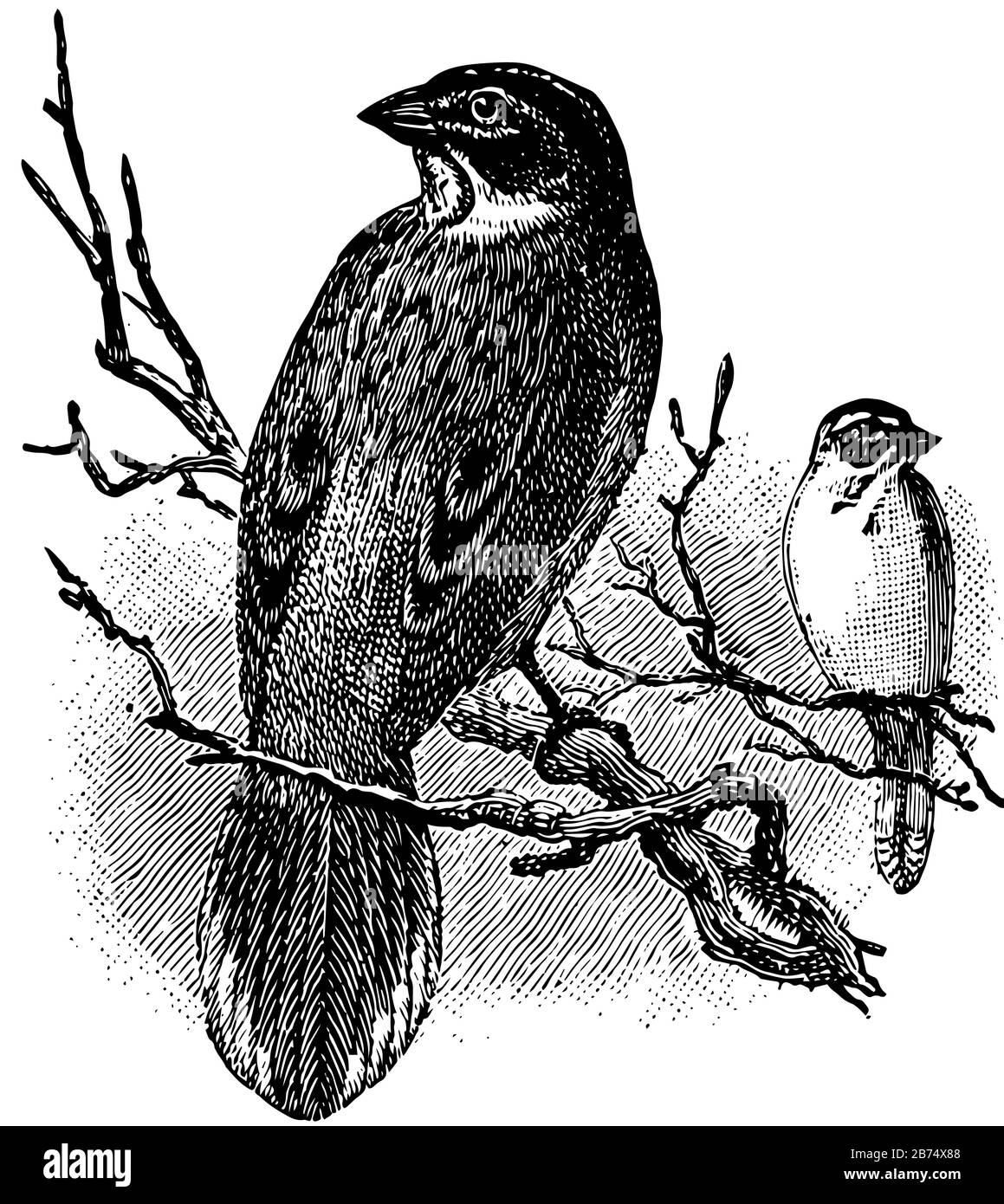 Lark Finch ist ein nordamerikanischer Vogel, der eine lange graduierte, klassische Strichzeichnung oder Gravurzeichnung hat. Stock Vektor