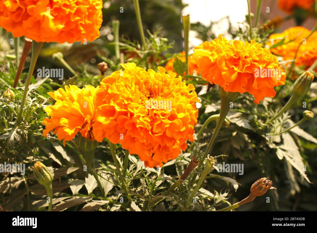 Full Hd Yellow Marigold Im Garten Stockfoto