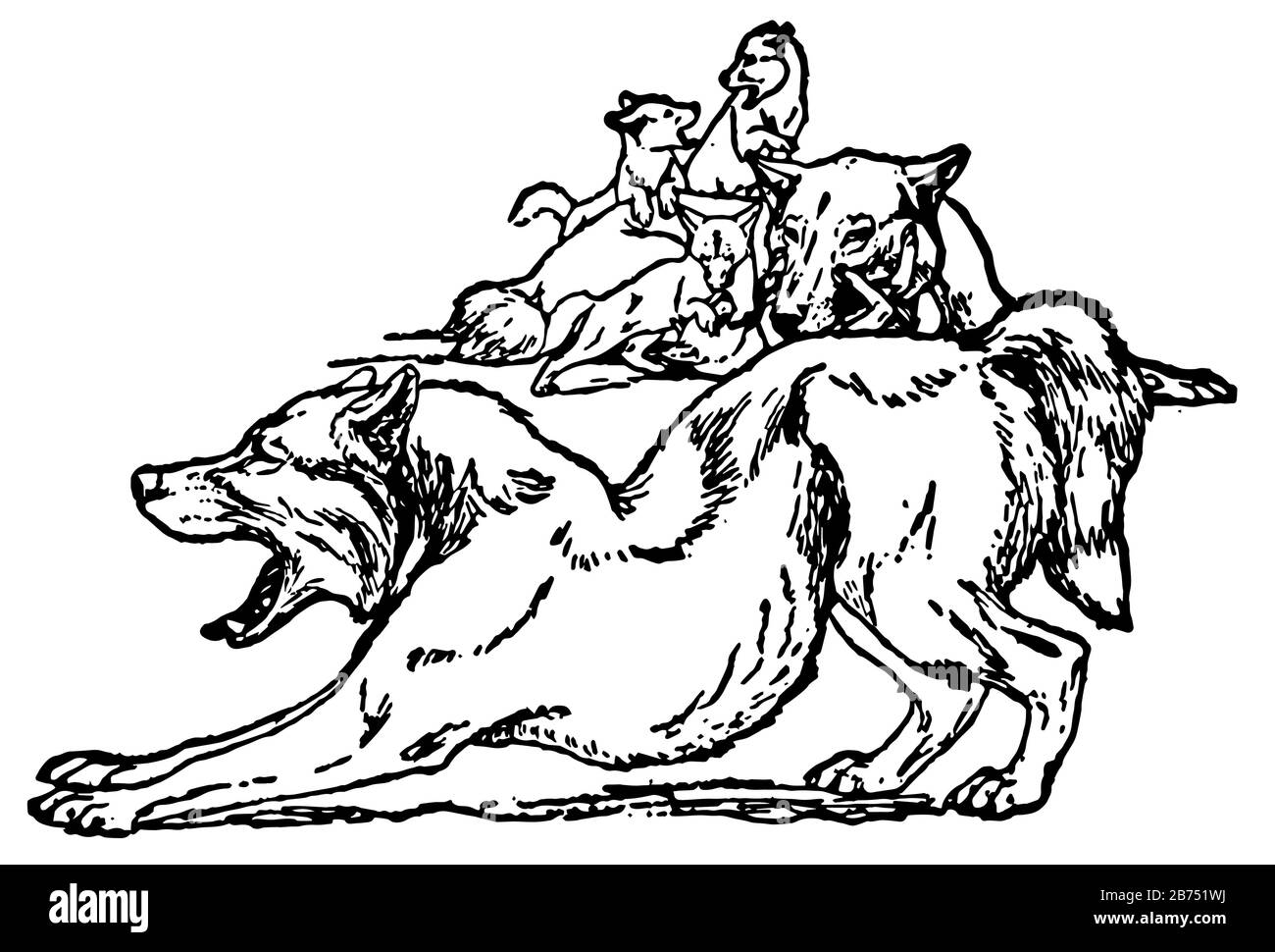 Mowgli's Brothers, dieses Bild zeigt zwei Wölfe mit vier Babywölfen, ein Wolf wachte auf und kreischte, Vintage-Linien-Zeichnung oder Gravier-Illustration Stock Vektor