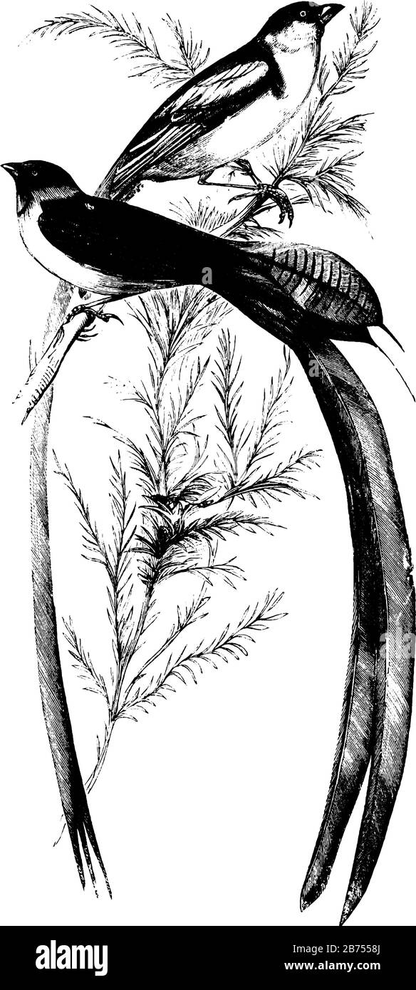 Widowbird die Schwanzfedern einiger Männchen können einen Fuß in der Länge, Vintage-Linien-Zeichnung oder Gravier-Illustration erreichen. Stock Vektor
