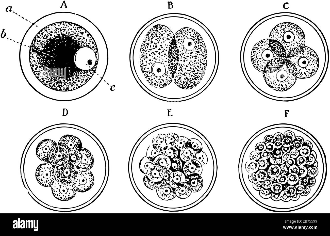 Jeder menschliche Körper beginnt als eine einzige Nukleinzelle und diese Zelle, die als Ovum-, Vintage-Linien-Zeichnung oder Gravurdarstellung bekannt ist. Stock Vektor