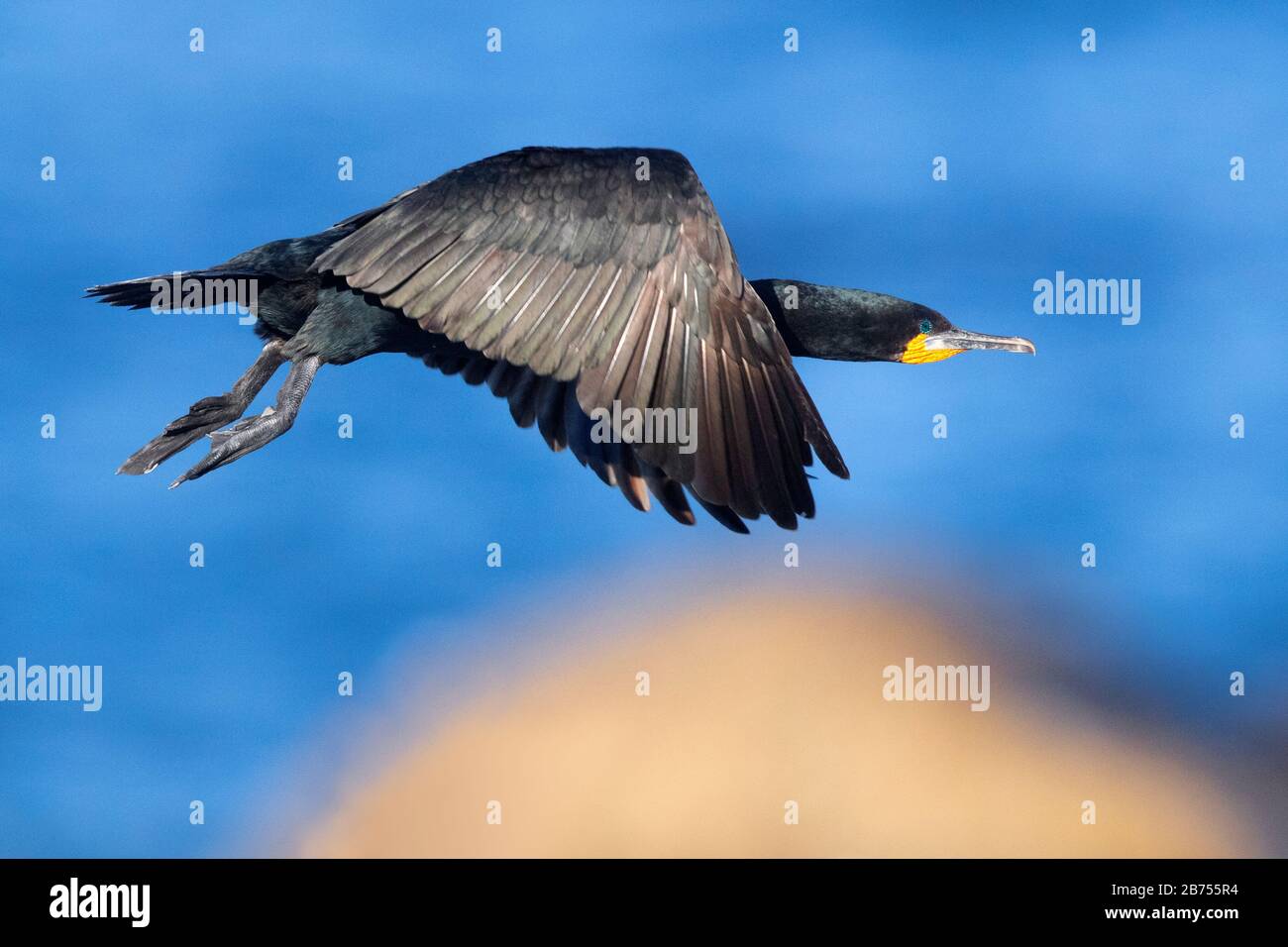 Kap Cormorant (Phalacrocorax capensis), Seitenansicht eines Erwachsenen im Flug, Westkaper, Südafrika Stockfoto