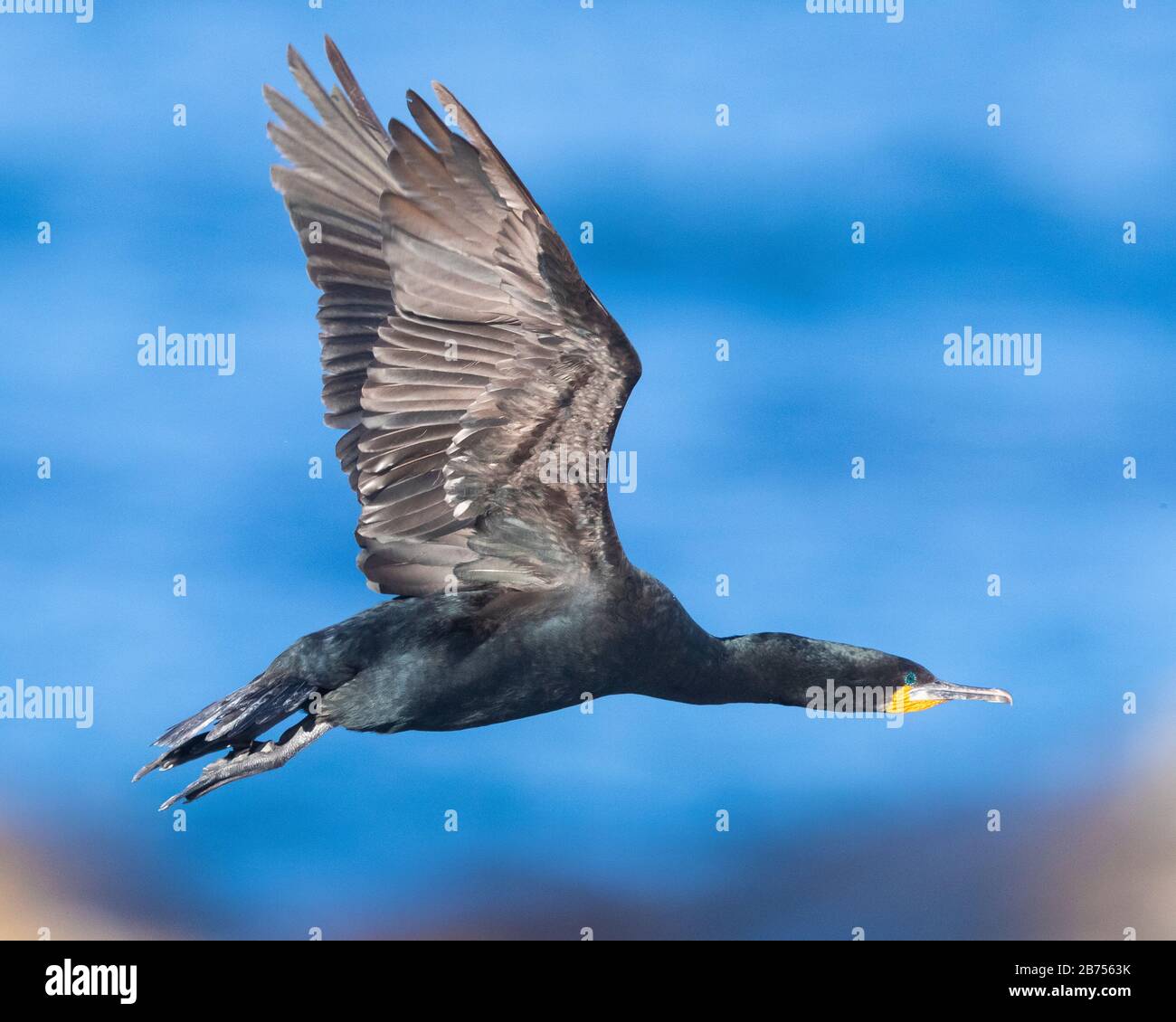 Kap Cormorant (Phalacrocorax capensis), Seitenansicht eines Erwachsenen im Flug, Westkaper, Südafrika Stockfoto