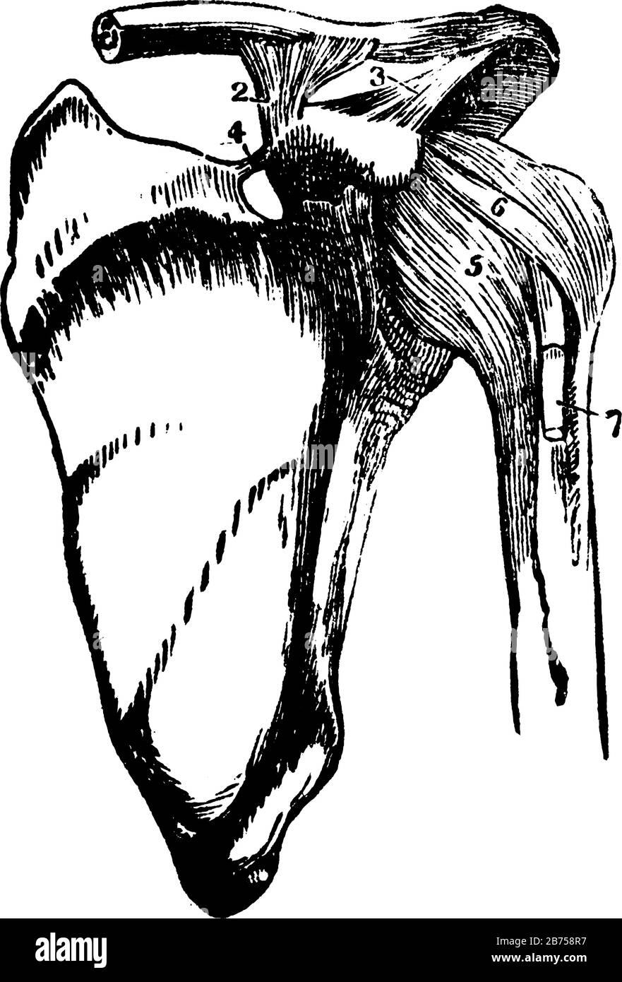 Diese Abbildung zeigt Knochen und Bänder der Schulterartikulation, Vintage-Linien-Zeichnung oder Gravurdarstellung. Stock Vektor