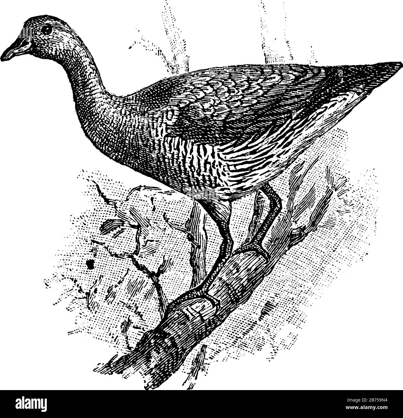 Australische Baum-Ente mit einer Rechnung, die länger als ihr Kopf ist und nach unten gekrümmt ist, Vintage-Linien-Zeichnung oder Gravier-Illustration. Stock Vektor