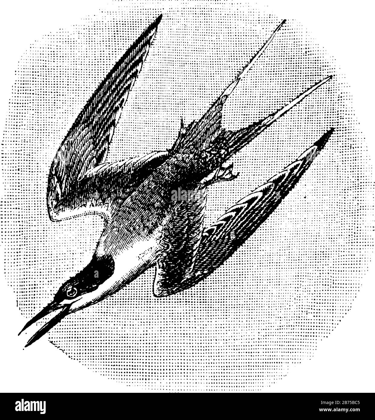 Roseate Tern ist ein Vogel mit einer dünnen schwarzen Rechnung mit roter Spitze, Vintage-Zeichnung oder Gravurzeichnung. Stock Vektor