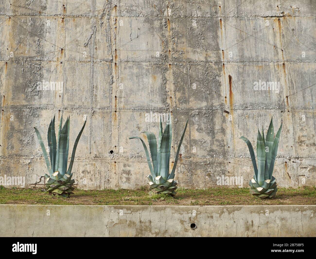 Agave Plant Cactus Aloe Outside Stockfotos Und Bilder Kaufen Alamy