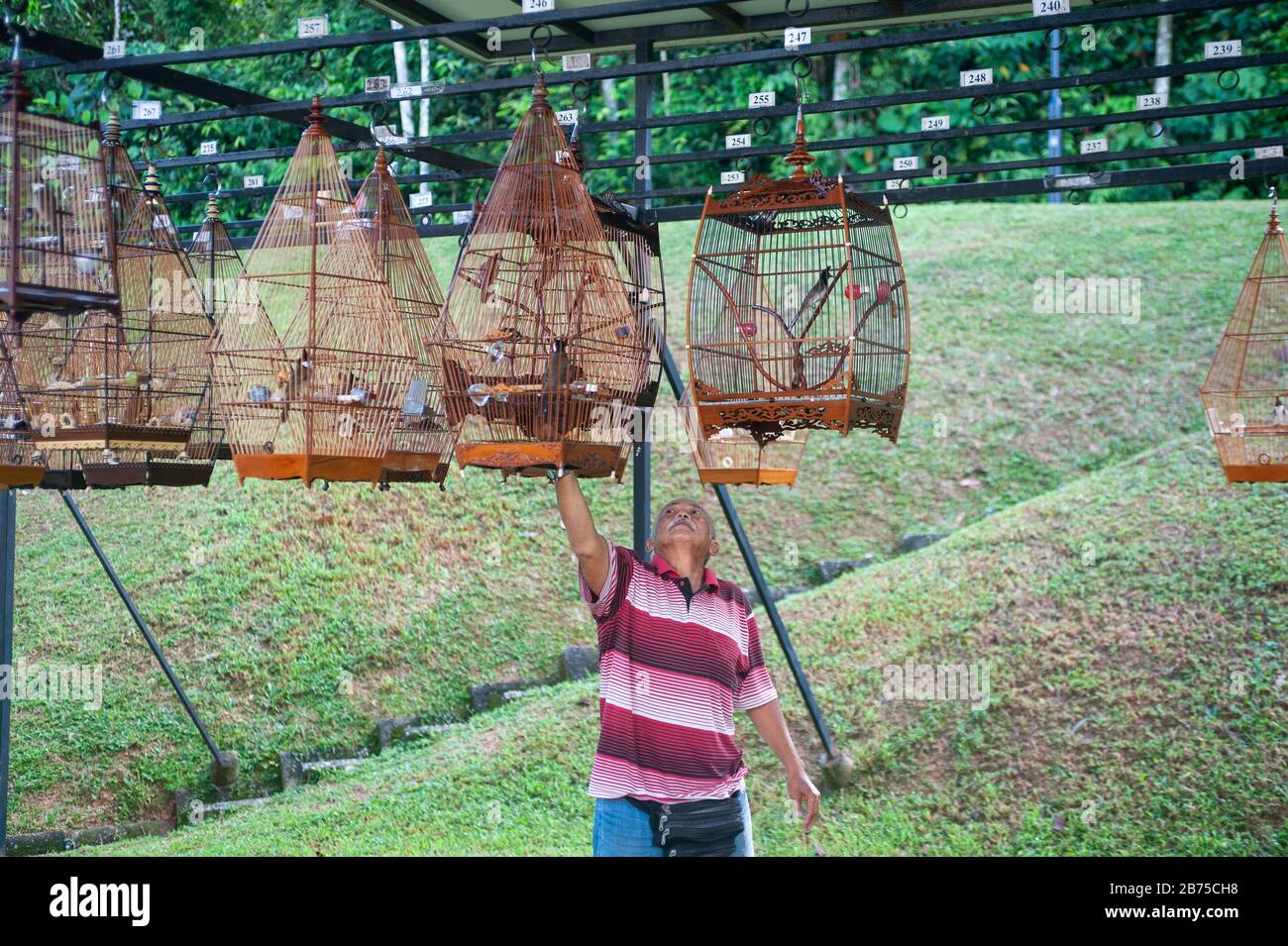 02.12.2018, Singapur, Republik Singapur, Asien - ein älterer Vogelliebhaber hängt einen seiner Vogelkäfige in der Kebun Baru Bird Corner in Ang Mo Kio Town Garden West auf. [Automatisierte Übersetzung] Stockfoto