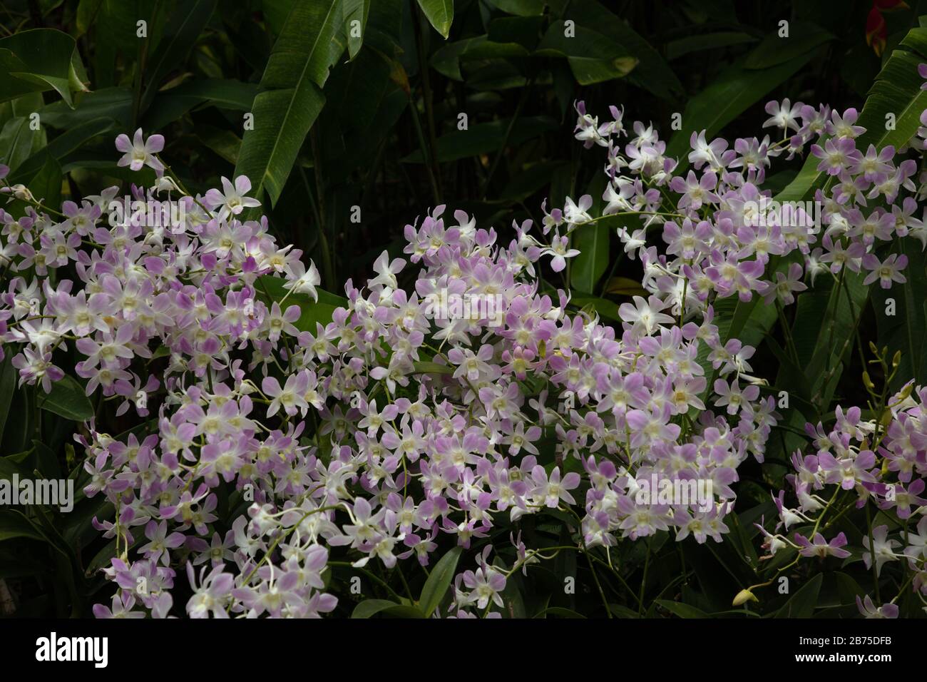 Pinkfarbene und weiße Orchideen im nationalen Orchideengarten der Botanischen Gärten von Singapur. Stockfoto
